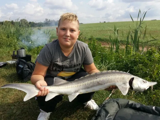 Stör