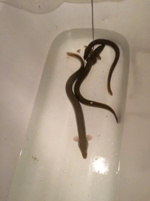 Aal