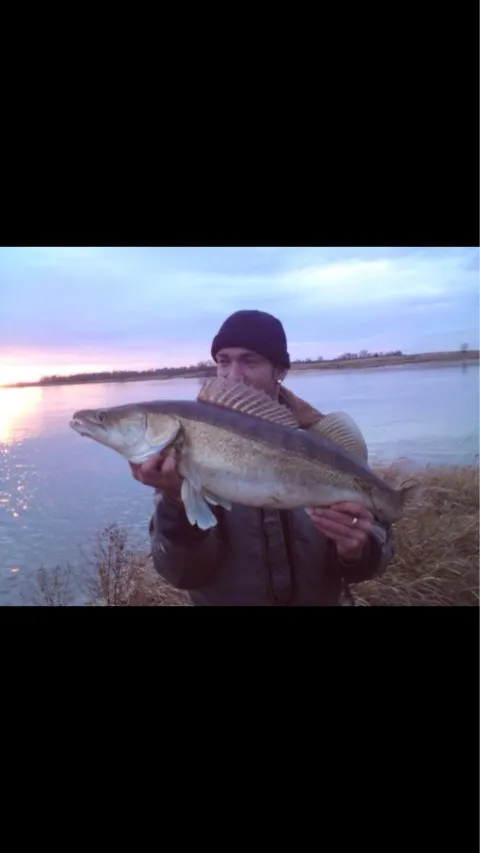 Zander