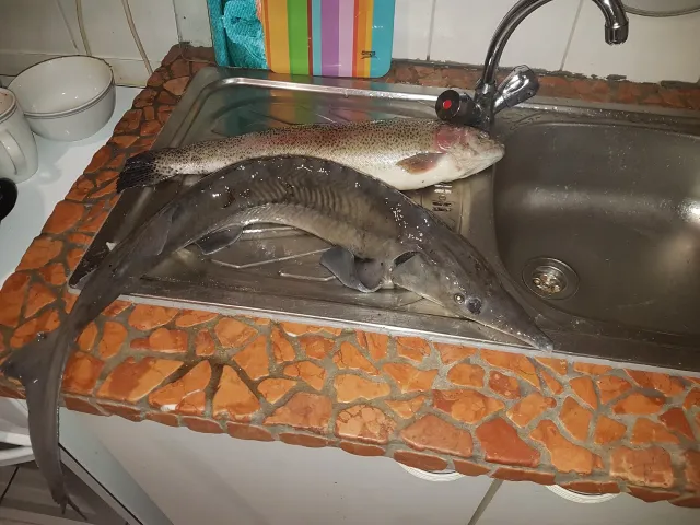 Stör