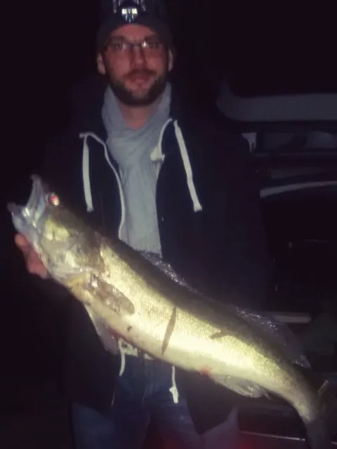 Zander