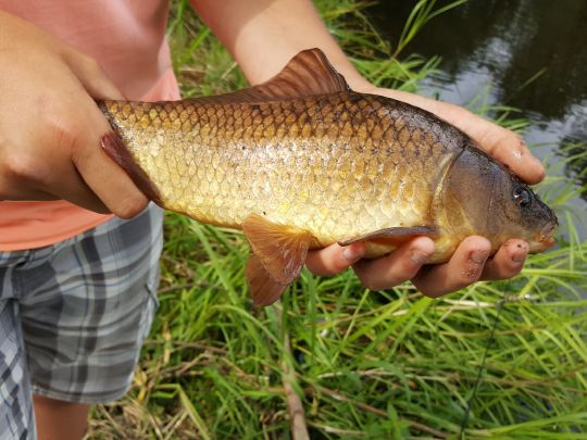 Karausche