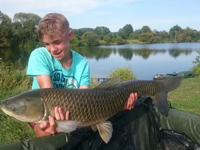 Graskarpfen