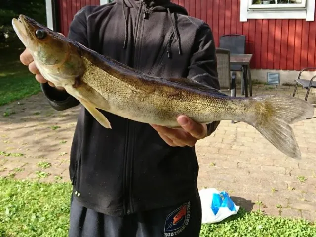 Zander