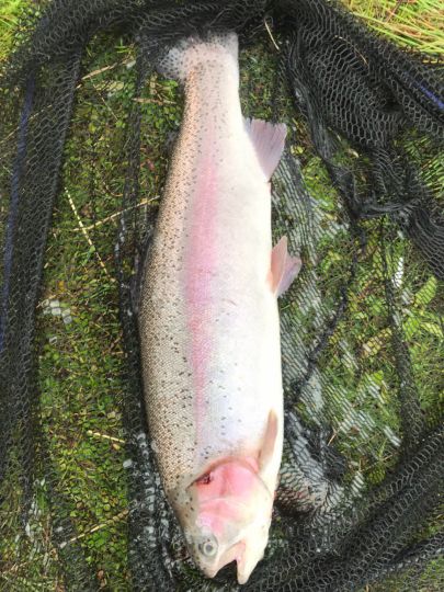 Regenbogenforelle