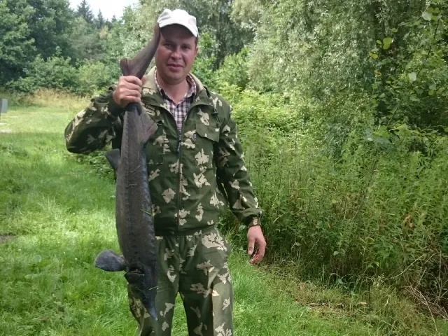 Stör