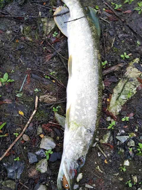 Hecht