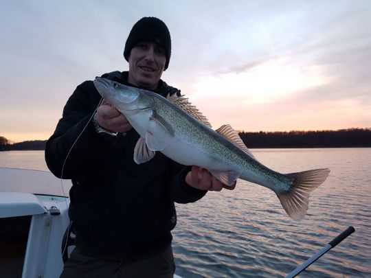 Zander
