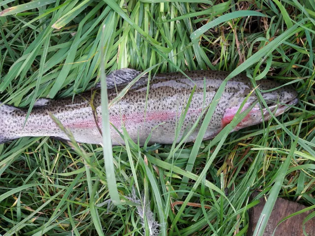 Regenbogenforelle