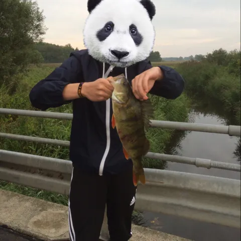 Flussbarsch