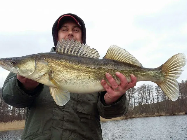 Zander