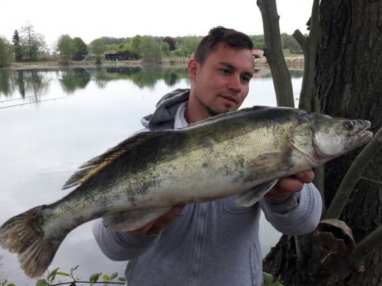 Zander
