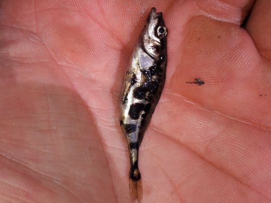 Dreistachliger Stichling