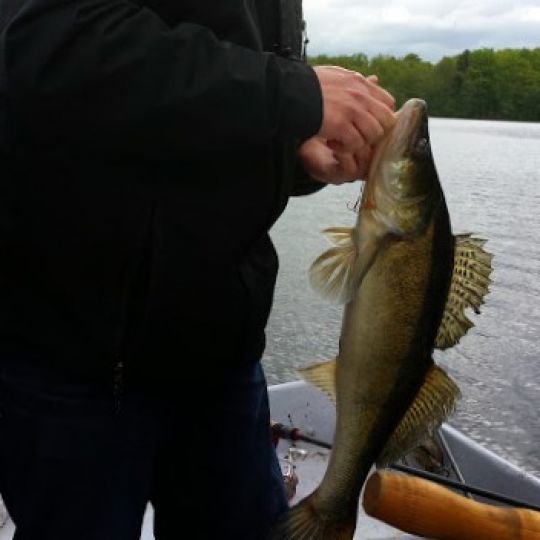 Zander