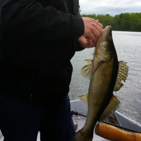 Zander