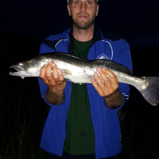 Zander