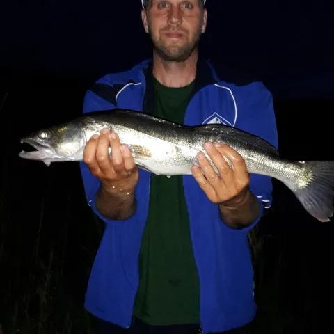 Zander