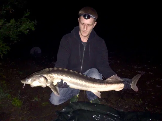 Stör