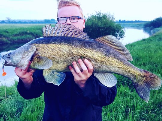 Zander
