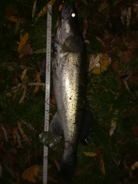 Zander
