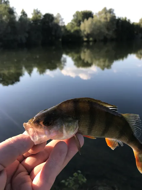 Flussbarsch