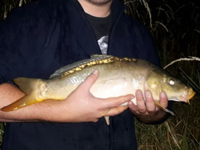 Karpfen