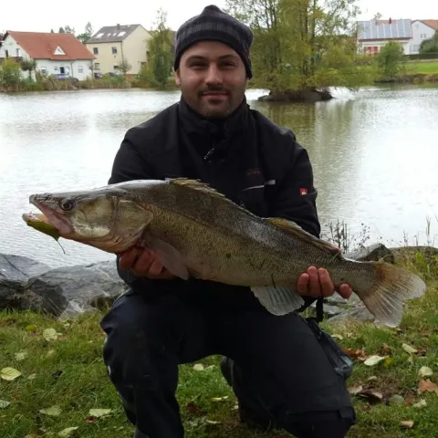 Zander