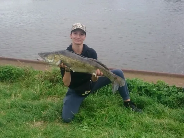 Zander