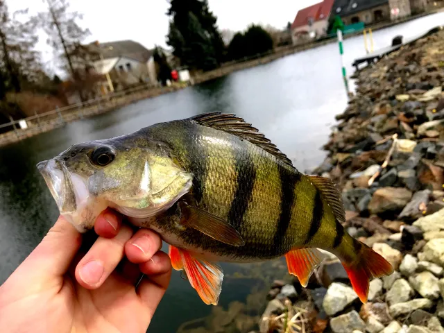 Flussbarsch