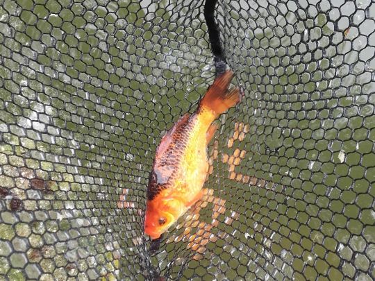 Goldfisch