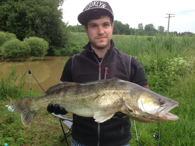 Zander