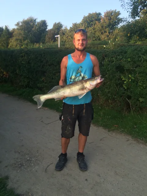 Zander