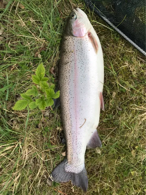 Regenbogenforelle