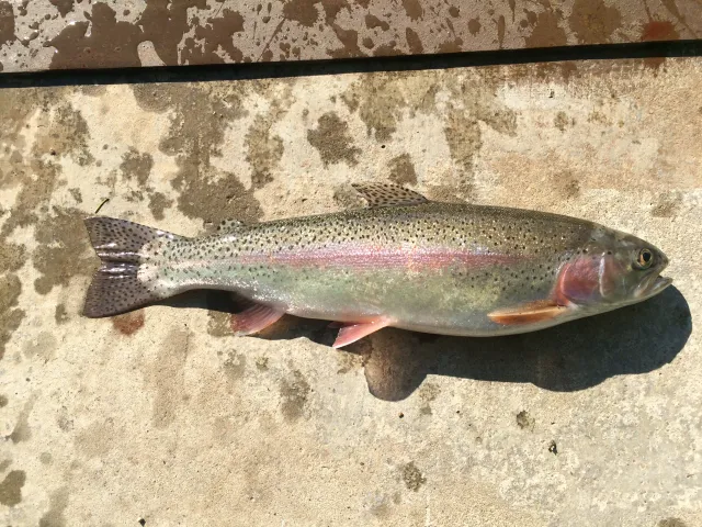 Regenbogenforelle