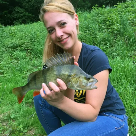 Flussbarsch