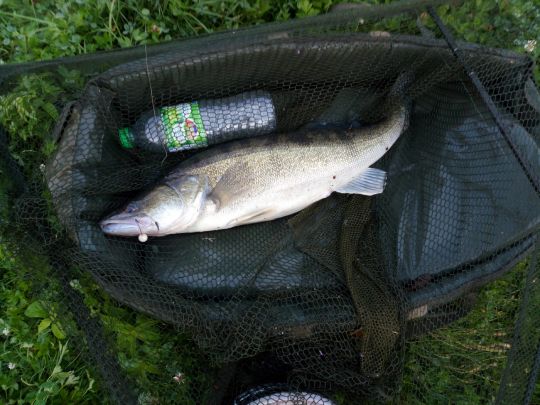 Zander