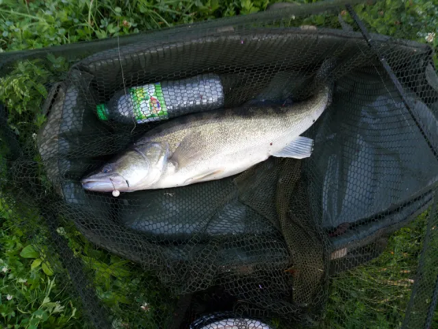 Zander