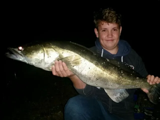 Zander