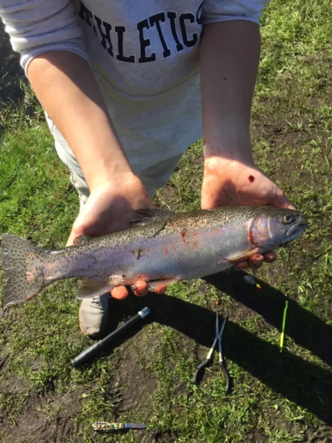 Regenbogenforelle