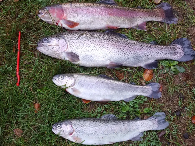 Regenbogenforelle