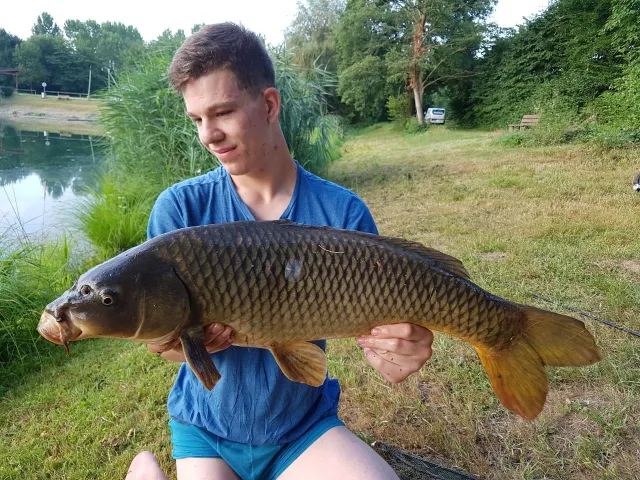Karpfen