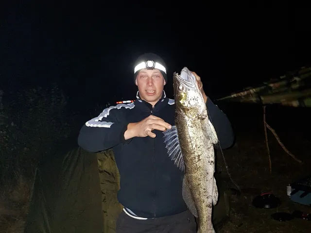 Zander