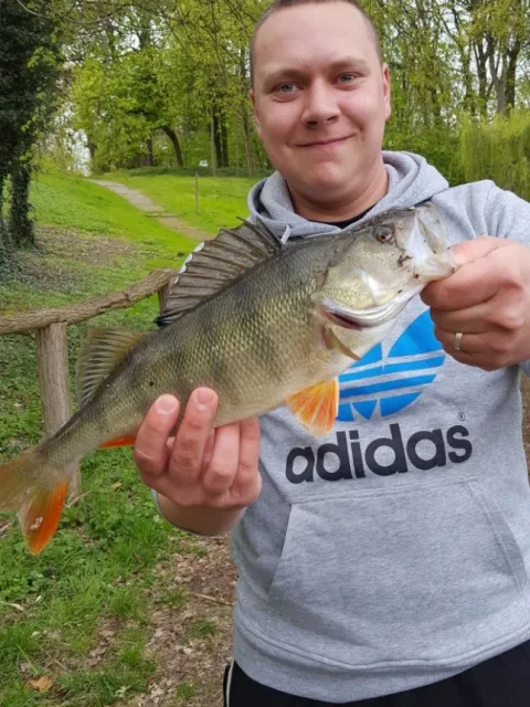 Flussbarsch