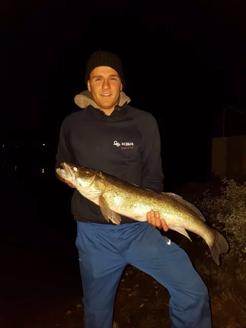 Zander