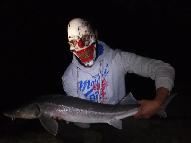 Stör