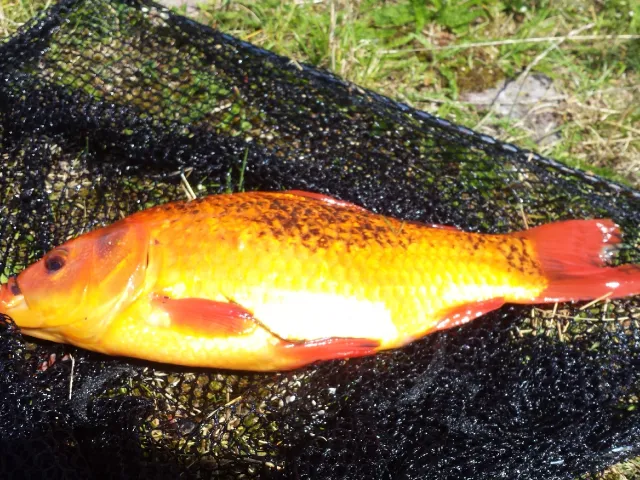 Goldfisch
