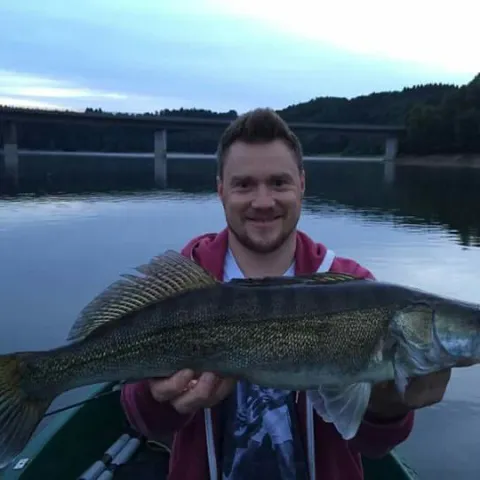 Zander
