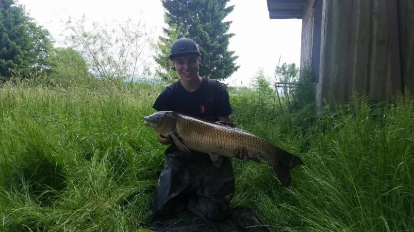 Graskarpfen