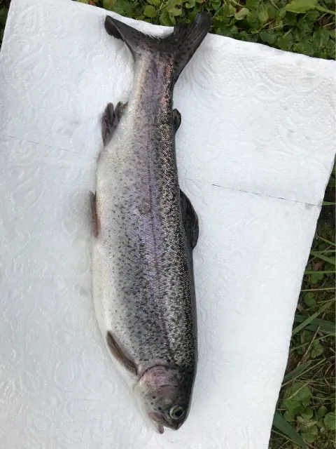 Regenbogenforelle