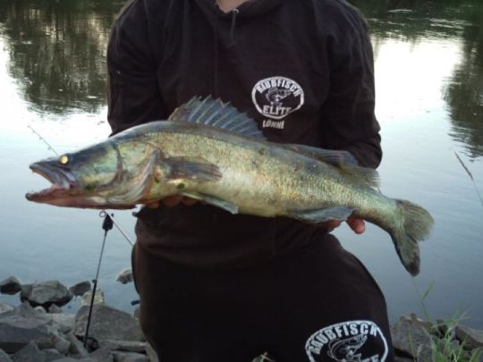 Zander